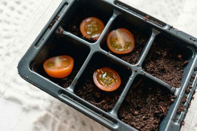 Hur Långt Ifrån Varandra Att Plantera Tomater Allt Du Behöver Veta